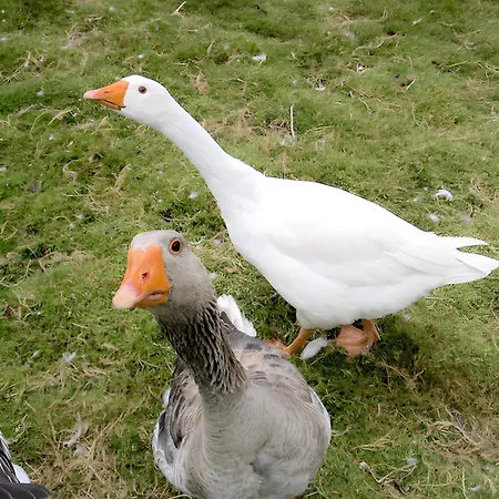 Biâo En Cotentin *